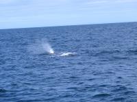 Albums/20060200-New Zealand 2006/20060318-Kaikiura/38